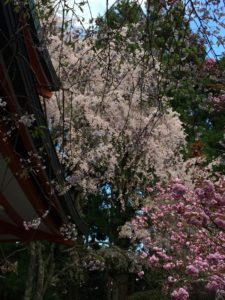京都　鞍馬の桜