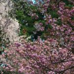 京都　鞍馬の桜